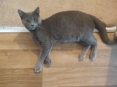 Courtesy Listing: Softy