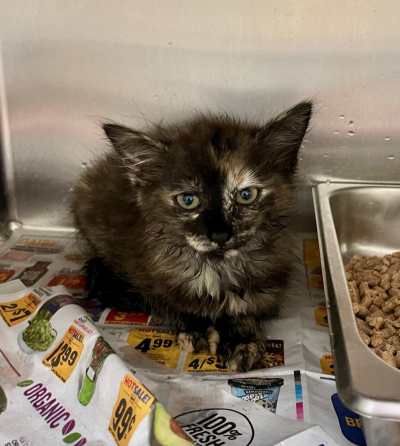 Pen B: Kitten