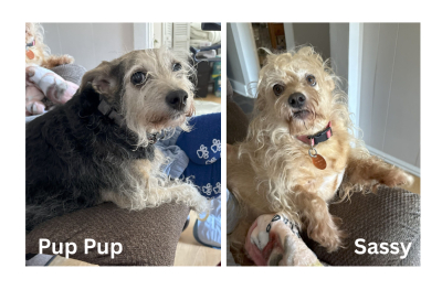 Courtesy Listing: Pup Pup and Sassy