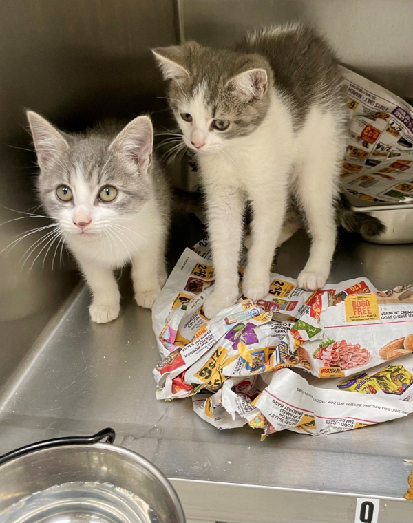 Pen Q Kittens!