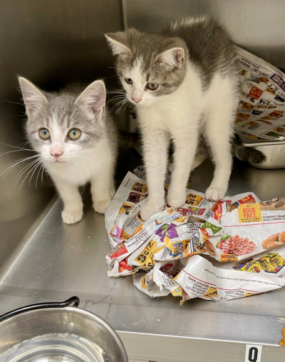 Pen Q Kittens!