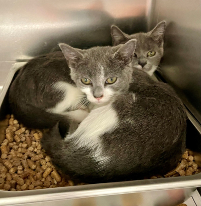 Pen L Kittens!