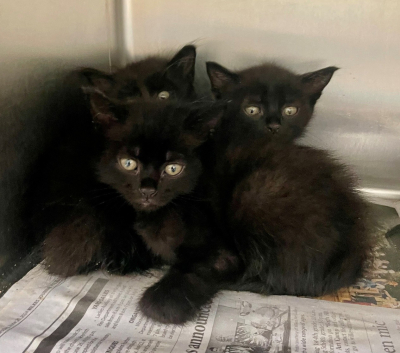 Pen A Kittens