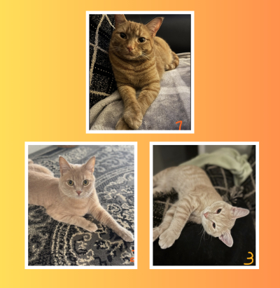 Courtesy Listing: Ranger, Wally &amp;amp; Biscuit