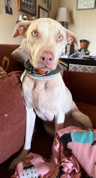 Courtesy Listing: Sven