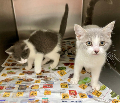 Pen R Kittens