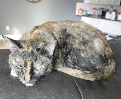 Courtesy Listing: Zoey